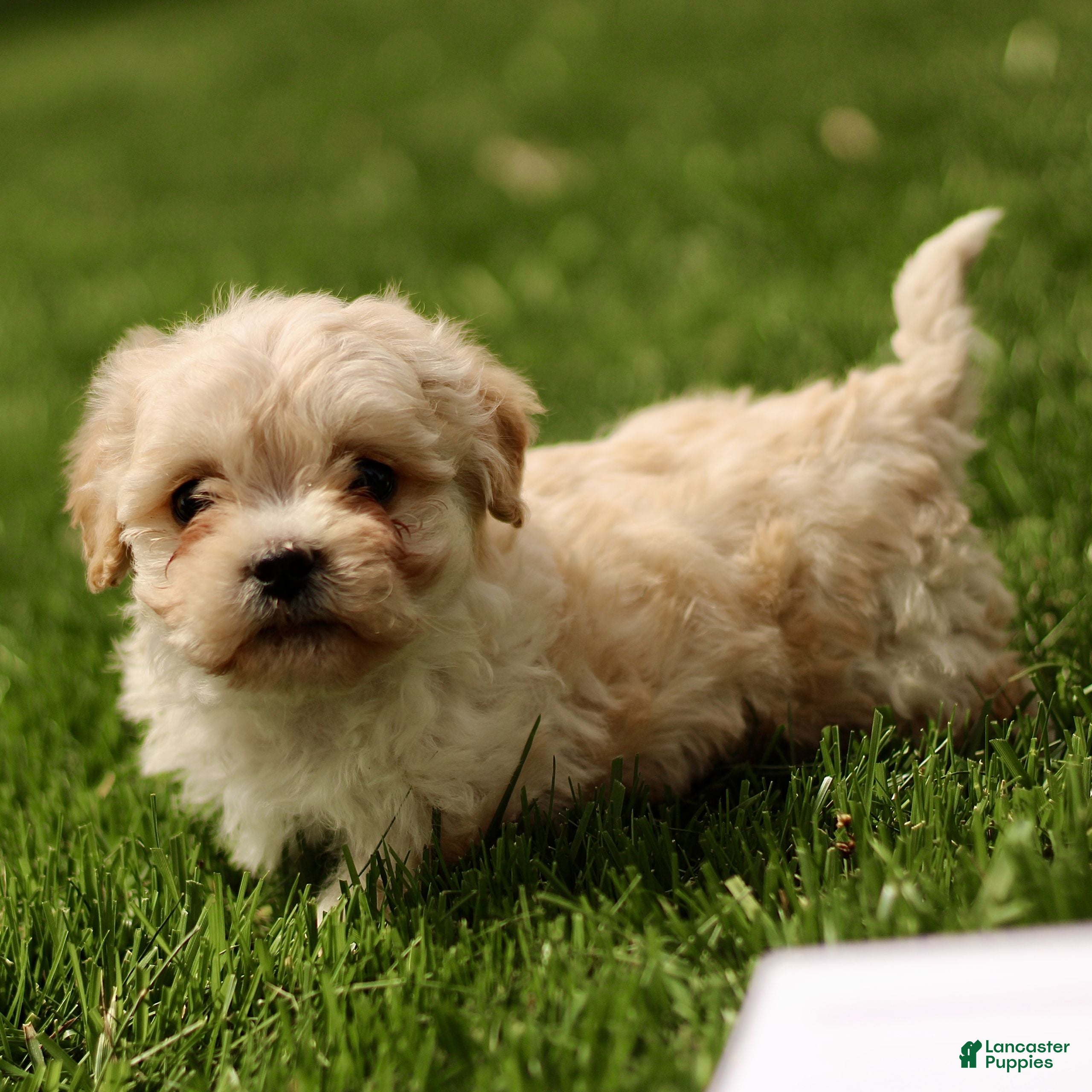 Cavachon dogs Dallas  - Ad 2