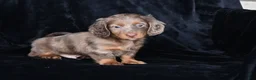 Miniature Dachshund dogs for sale: AKC Rowdy - Ad 7