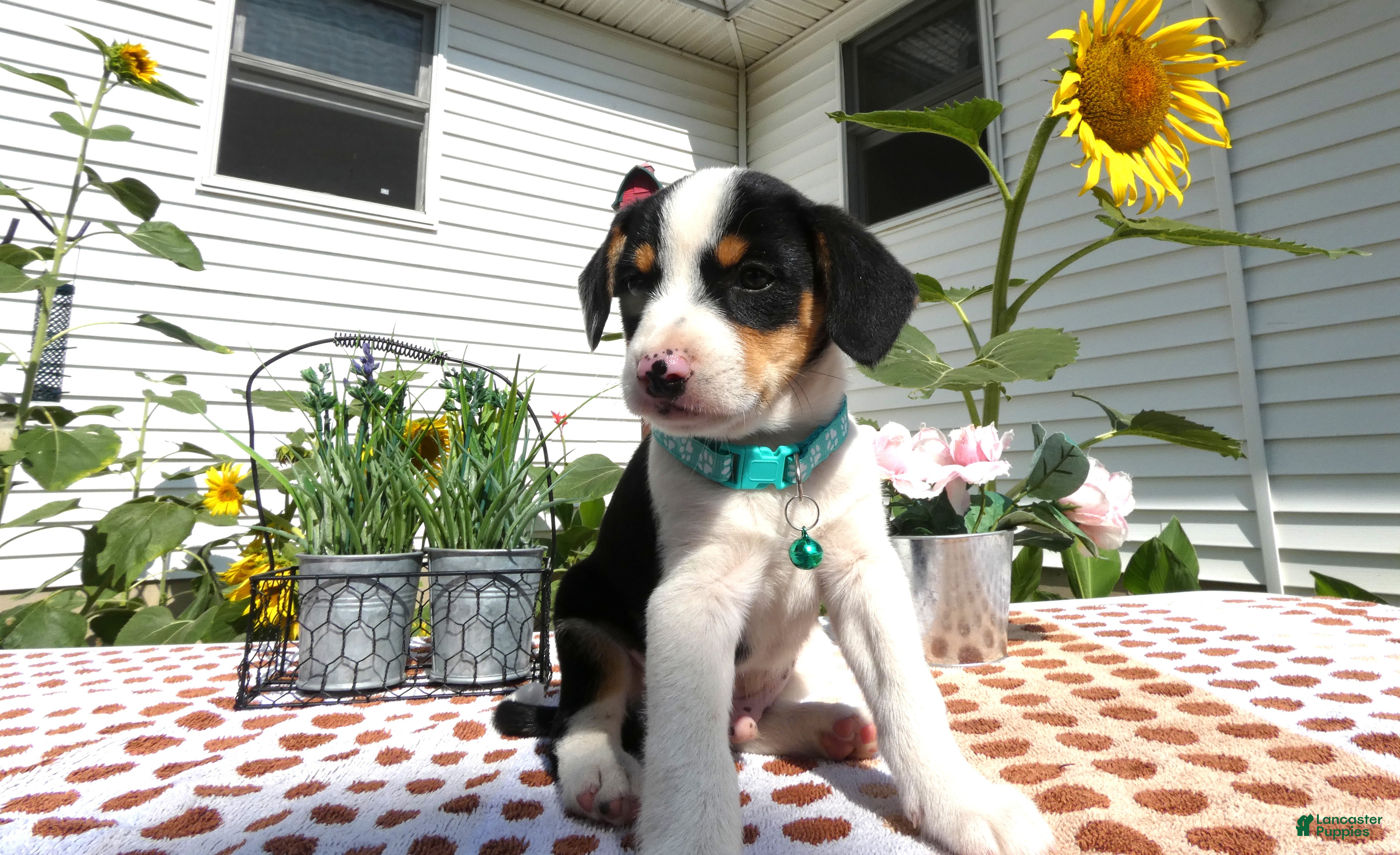 チ*ミ様 NEIGHBORHOOD 23AW CHECKER DOWN JACK Jack Chi 5 Sammy Jack Chi for sale in Dayton | Lancaster Puppies