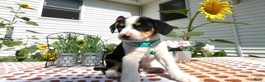 Jack Chi 5 Sammy
