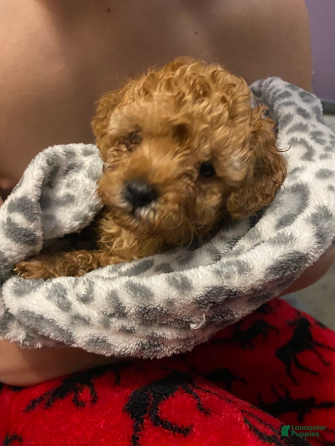 Gallery Image {{count}}