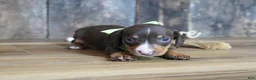 Miniature Dachshund dogs for sale: Tippy - Ad 6