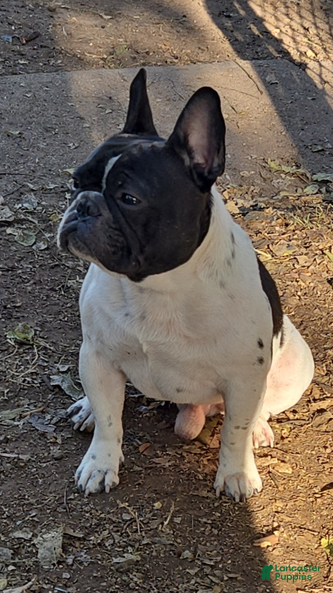 French Bulldog dogs for stud: Maui  - Ad 2