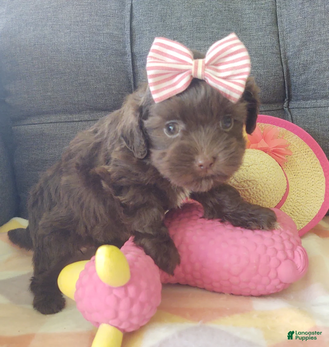 Maltipoo dogs for sale: Coco Rose  - Ad 2