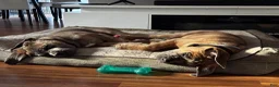 Cane Corso dogs for sale: Junior Vicenzo - Ad 7