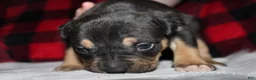 American Bully dogs for sale: Tj - Ad 6