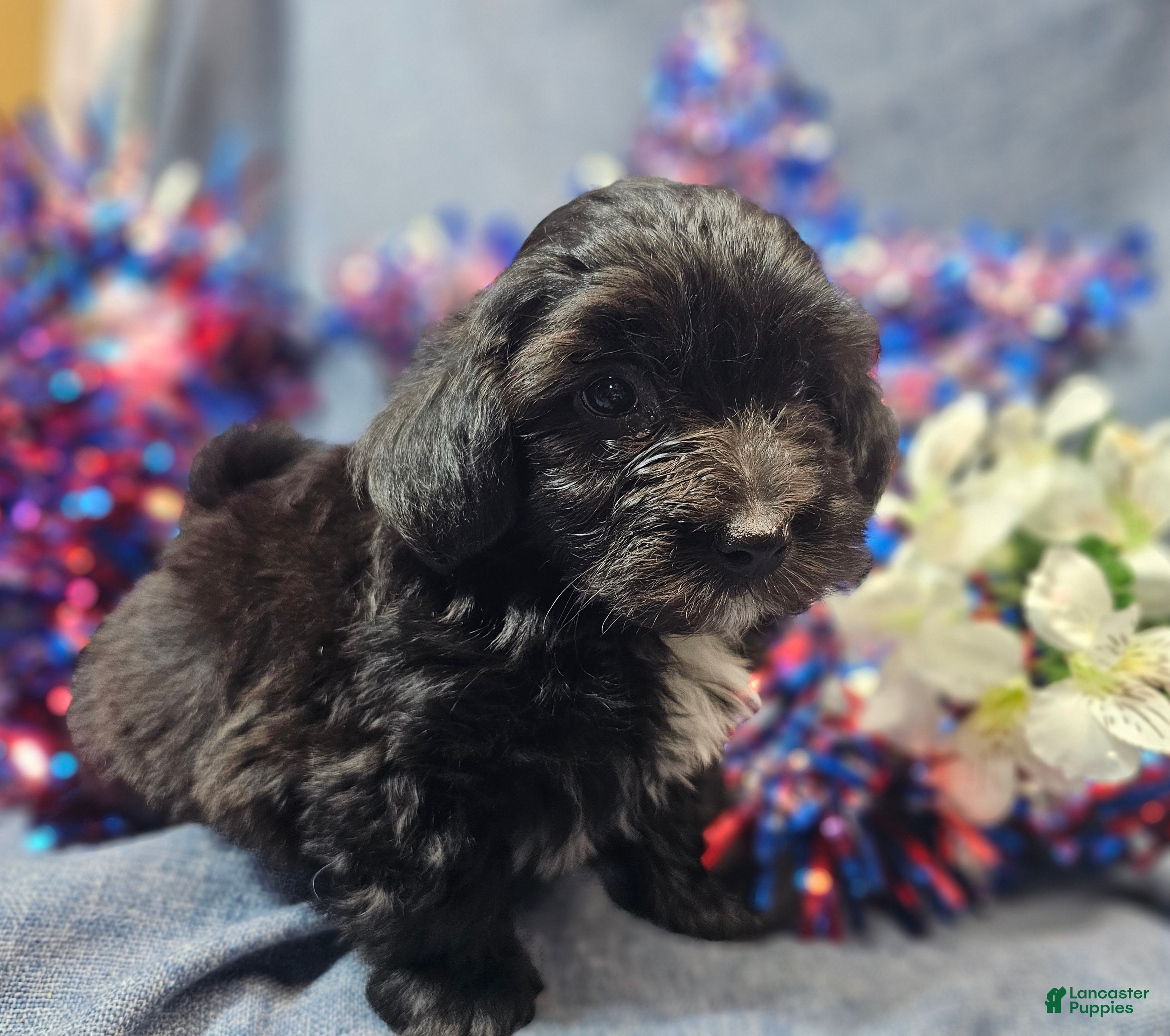 Havapoo dogs Joey (Male) - Ad 1