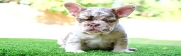 French Bulldog dogs for sale: French Bulldog 1 - Ad 5