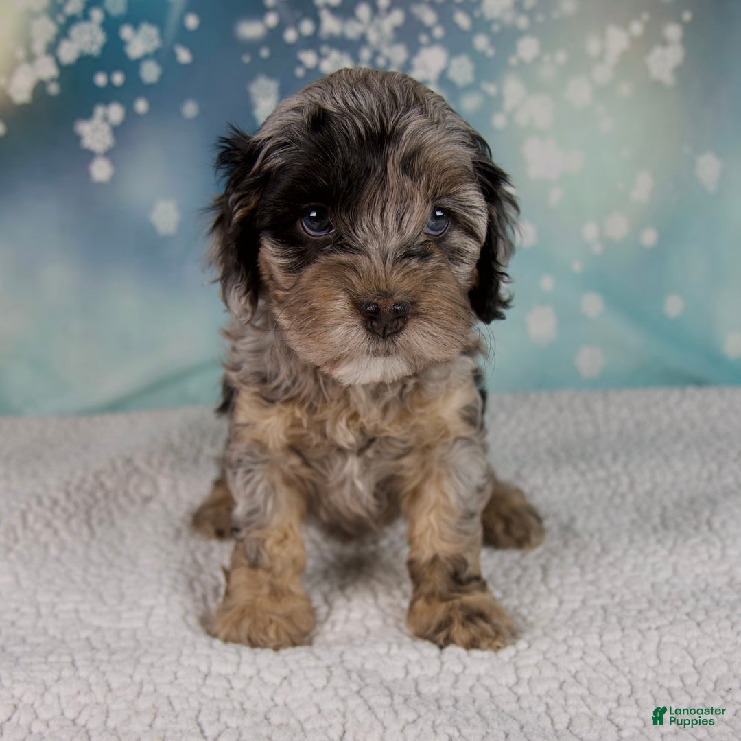 Cockapoo dogs for sale: Chloe - Ad 7