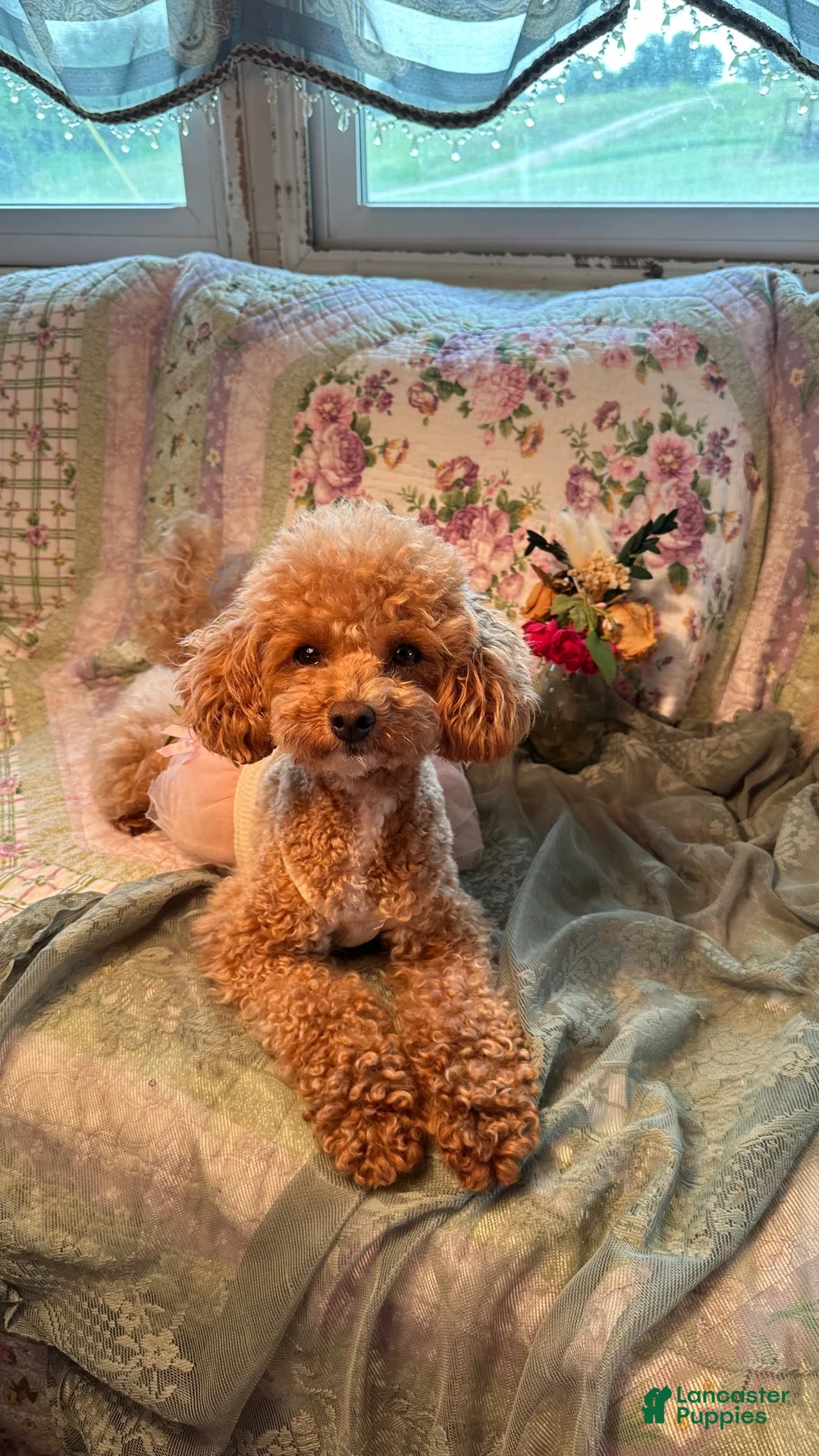 Pomapoo dogs for sale: Pomapoo 1 - Ad 2