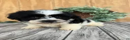 Teddy Bear dogs for sale: Lucas - Ad 13