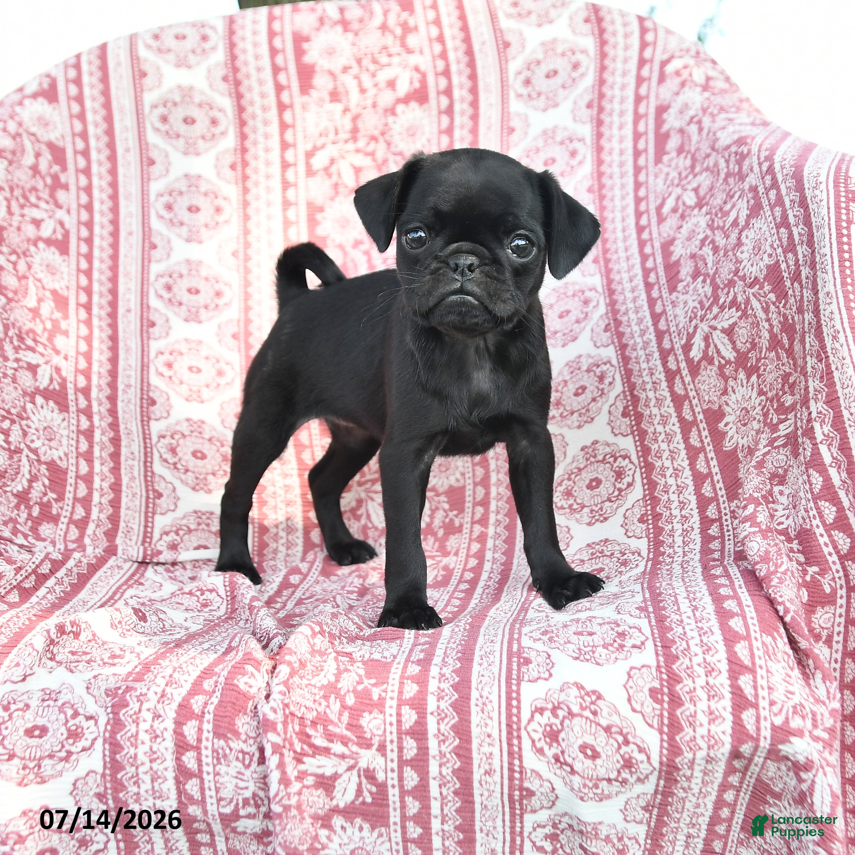 Pug dogs Mazie - Ad 1