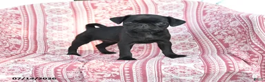 Mazie