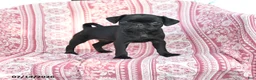 Pug dogs for sale: Mazie - Ad 1