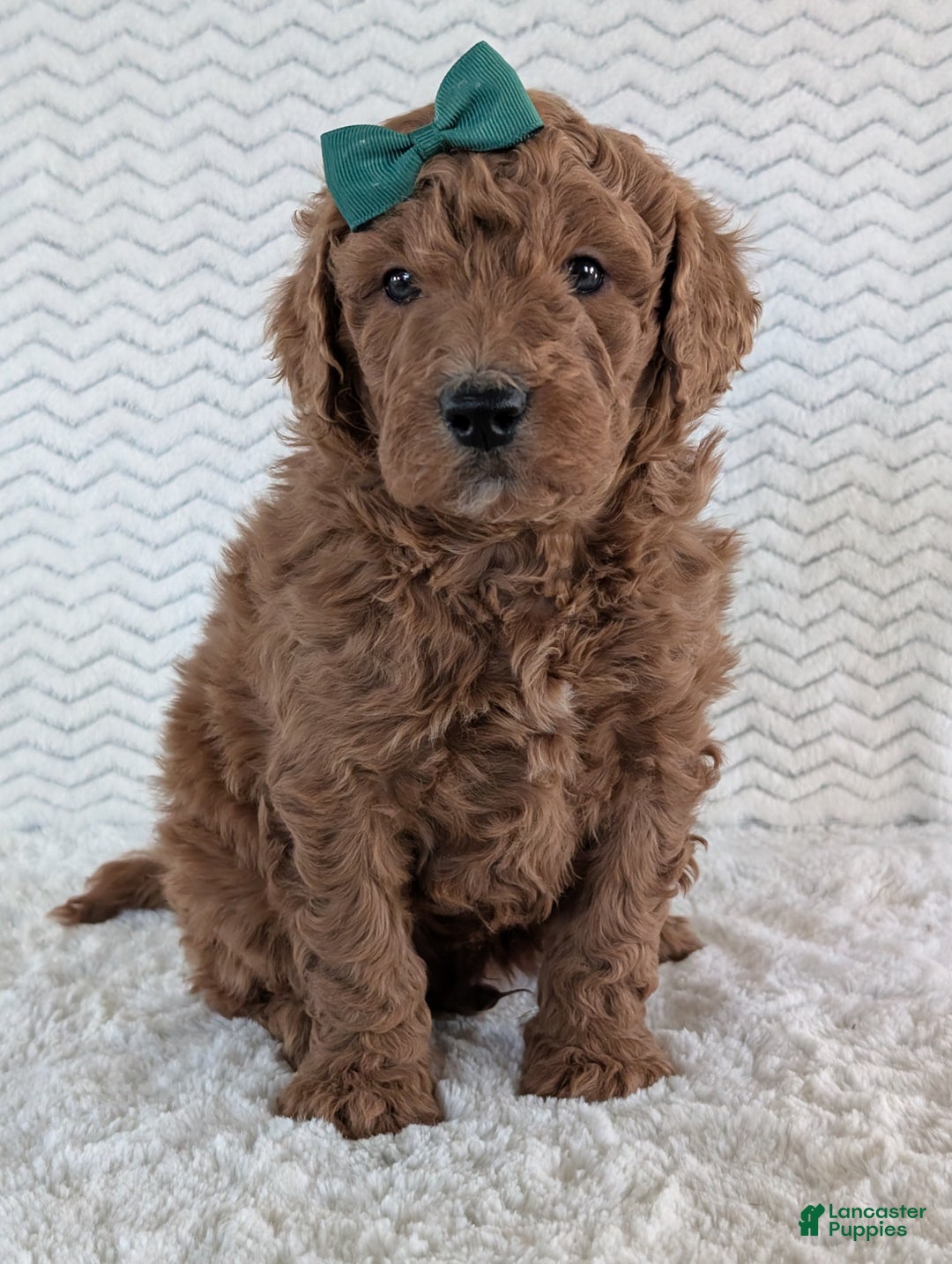Goldendoodle dogs for sale: Teddy - Ad 13