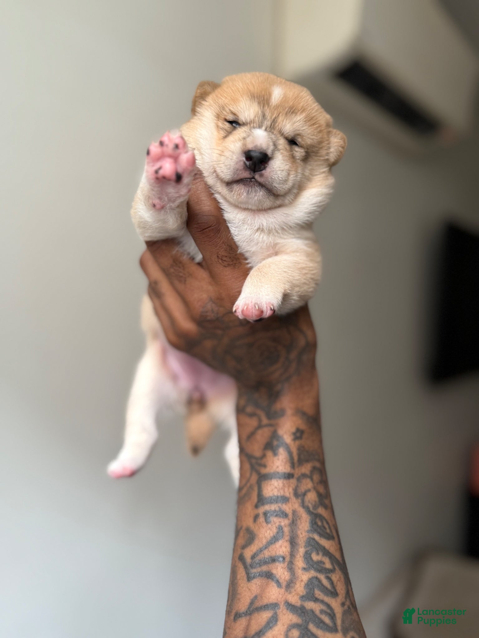 Shiba Inu dogs for sale: Chanel  - Ad 1