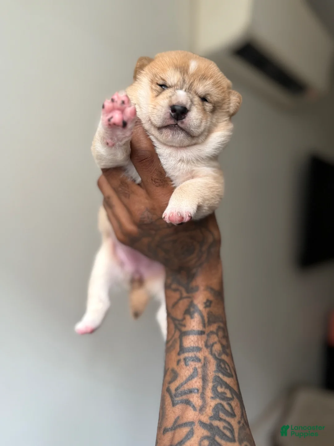 Shiba Inu dogs for sale: Chanel  - Ad 1