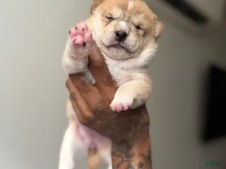 Shiba Inu dogs for sale: Chanel - Ad 1