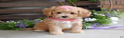 Maltipoo dogs for sale: Harmony  - Ad 4