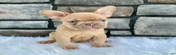 French Bulldog dogs for sale: Dozer - Ad 3