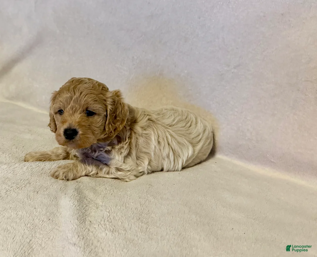 Mini Goldendoodle dogs for sale: Briggs (unofficial name) - Ad 1