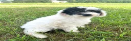 Mixed Breed dogs for sale: Vega - Ad 10