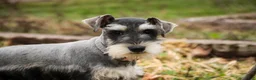 Miniature Schnauzer dogs for sale: Murphy - Ad 7