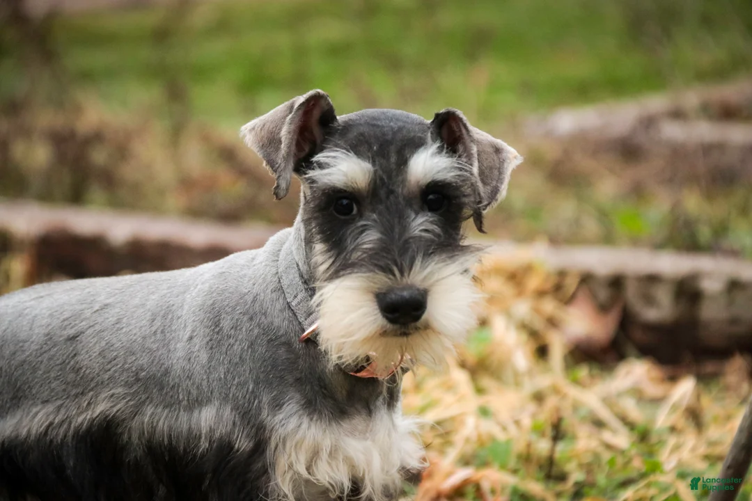 Miniature Schnauzer dogs for sale: Murphy - Ad 7