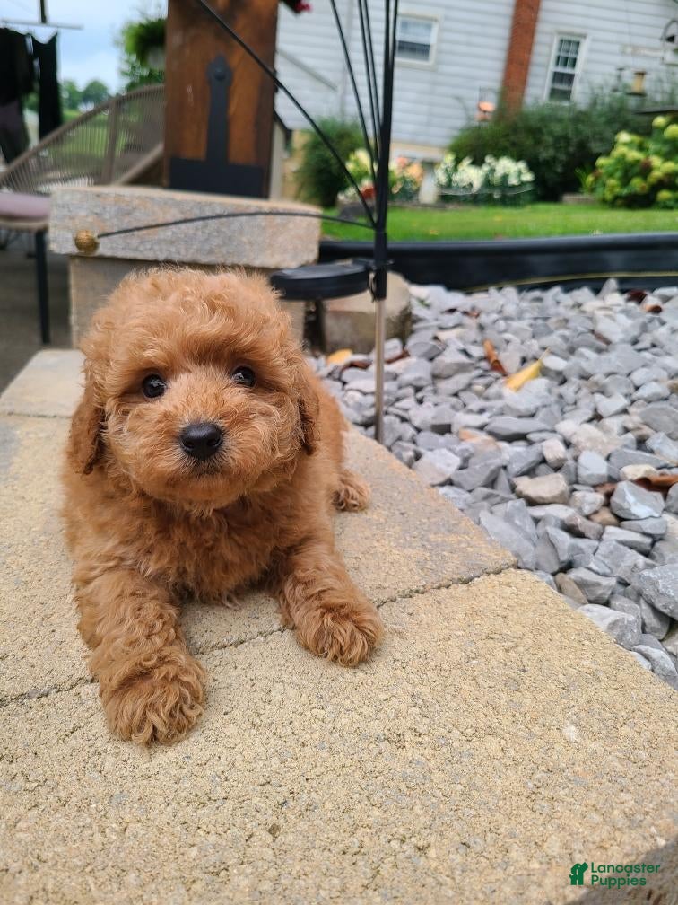 Mini Goldendoodle dogs Inez - Ad 1
