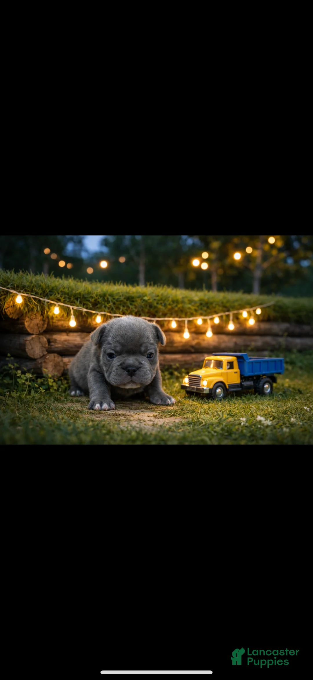 French Bulldog dogs for sale: French Bulldog Puppy 1 - Ad 2