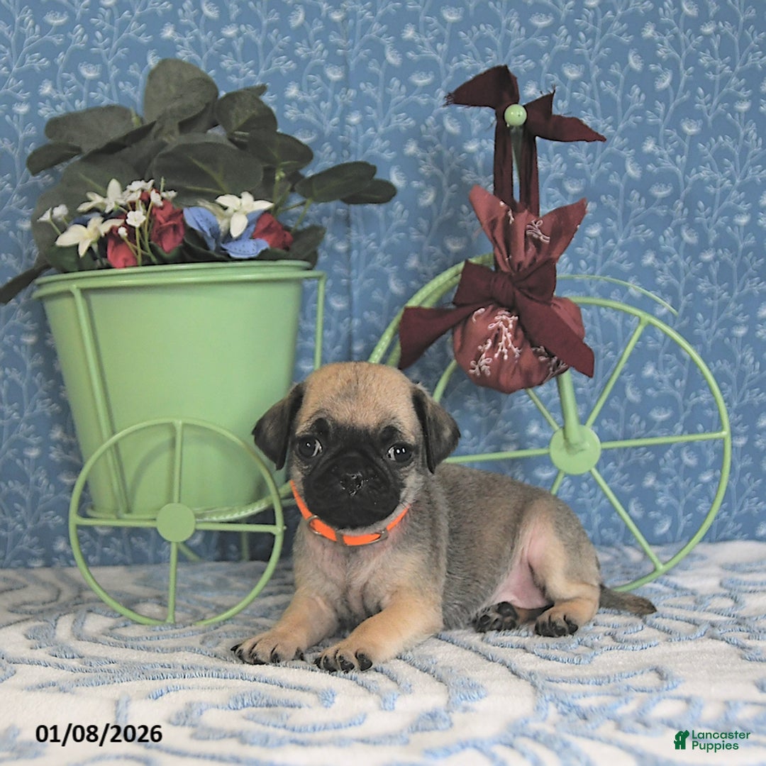 Pug dogs for sale: Lorita - Ad 2