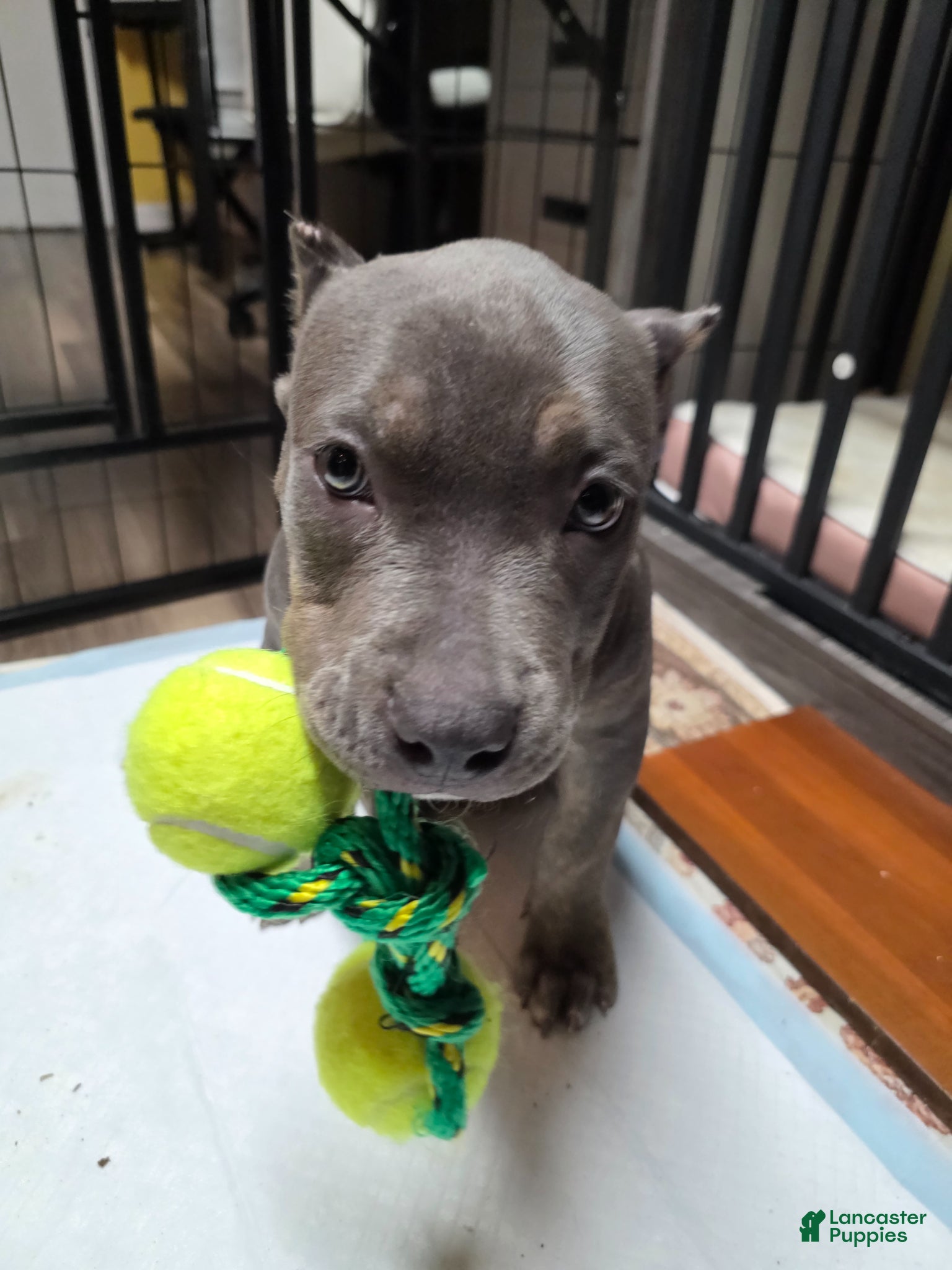 American Bully dogs American Bully Puppy 1 - Ad 42