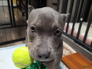 American Bully dogs American Bully Puppy 1 - Ad 42