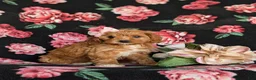 Cavapoo dogs for sale: Nina - Ad 5