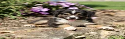 Miniature Australian Shepherd dogs for sale: Tyler  - Ad 2