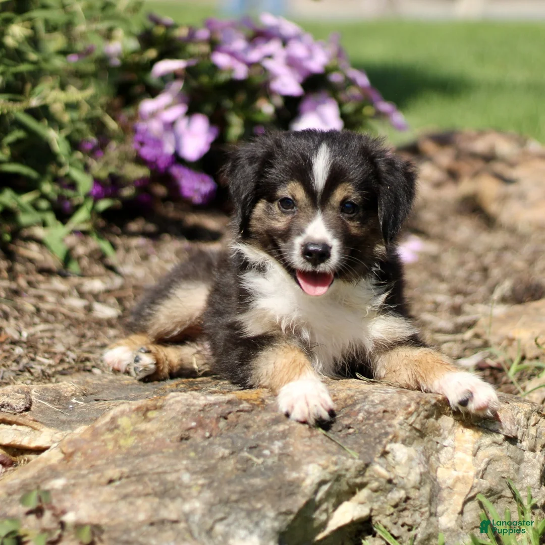 Miniature Australian Shepherd dogs for sale: Tyler  - Ad 2