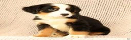 Bernese Mountain Dog dogs for sale: Cassie - Ad 6