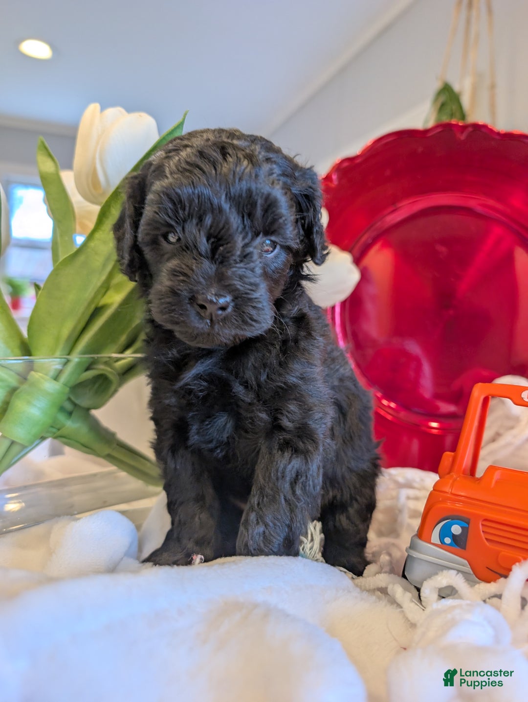 Cavapoo dogs for sale: Teddy Bo - Ad 4