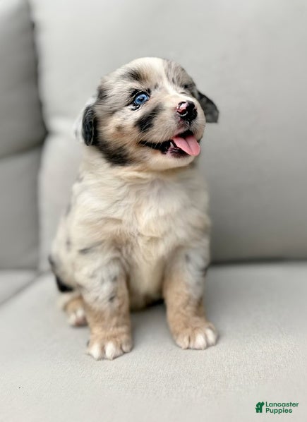Miniature Australian Shepherd dogs Isla - Ad 2
