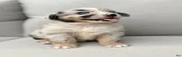Miniature Australian Shepherd dogs for sale: Isla - Ad 2