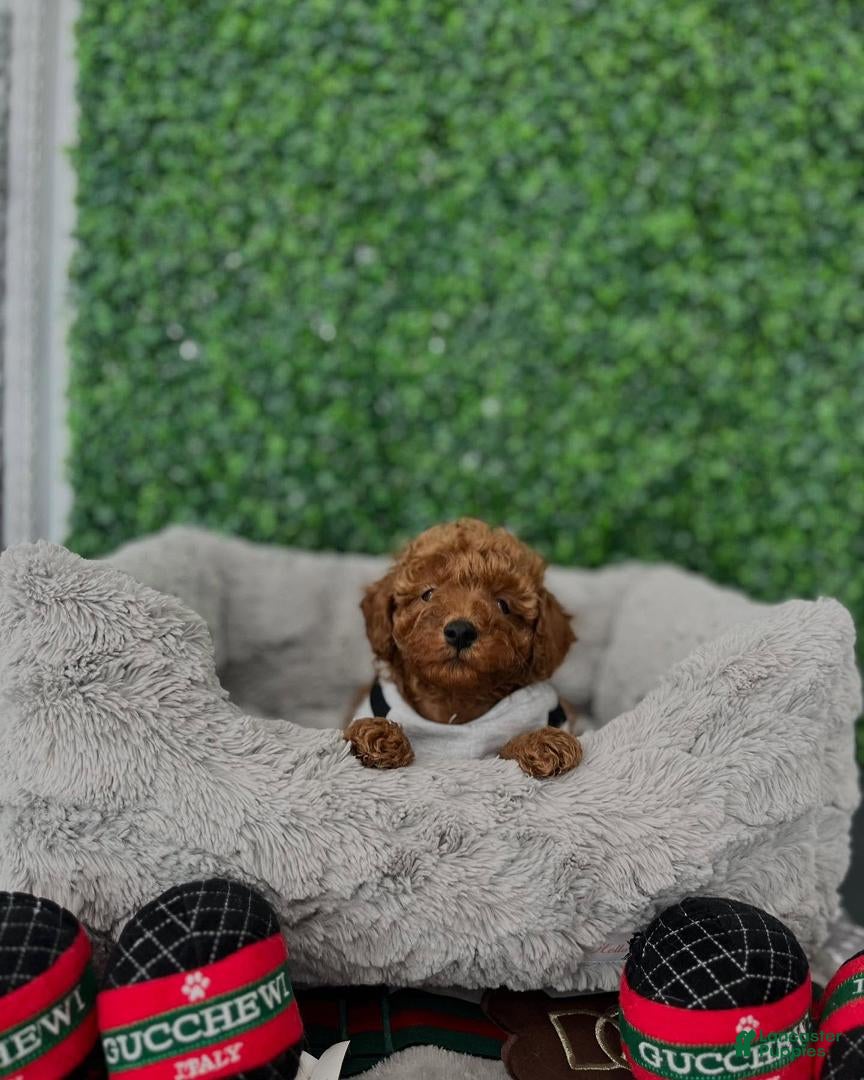 Toy Poodle dogs Charlie - Ad 1