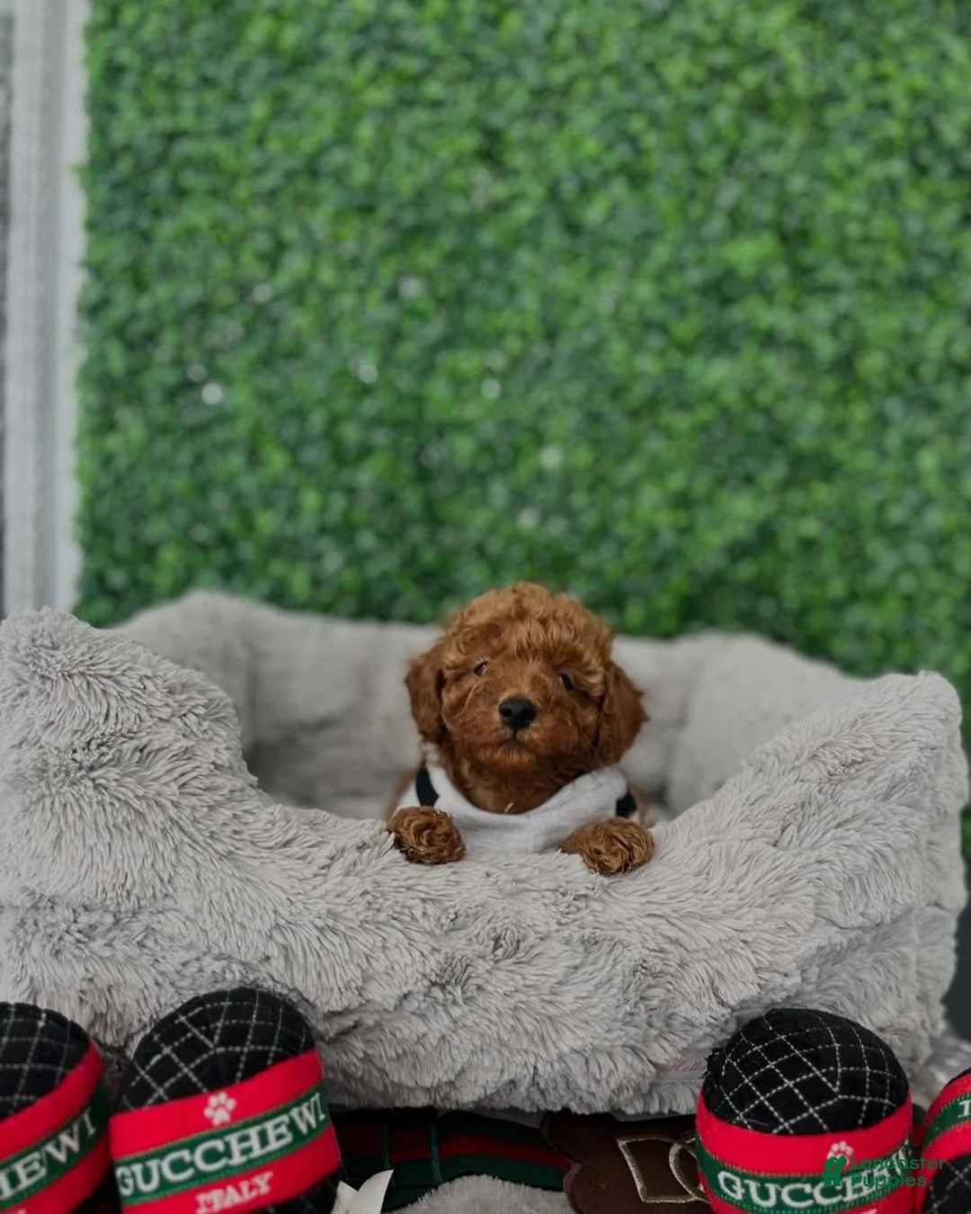 Toy Poodle dogs for sale: Charlie - Ad 1