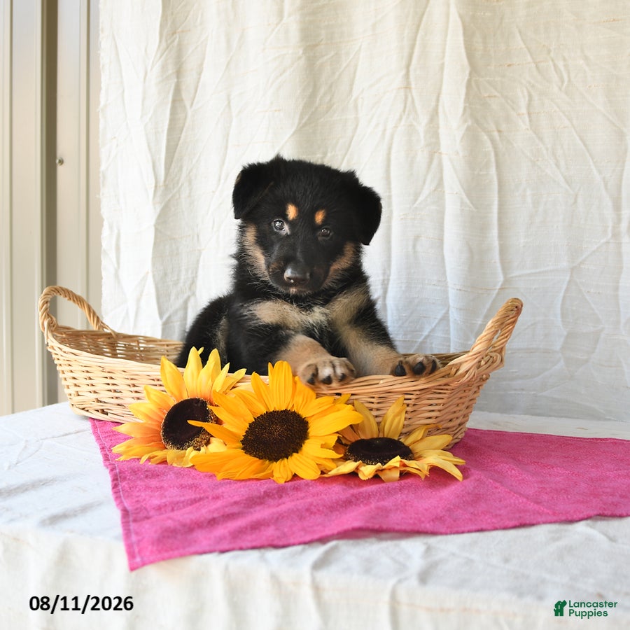 German Shepherd dogs Tasha - Ad 1