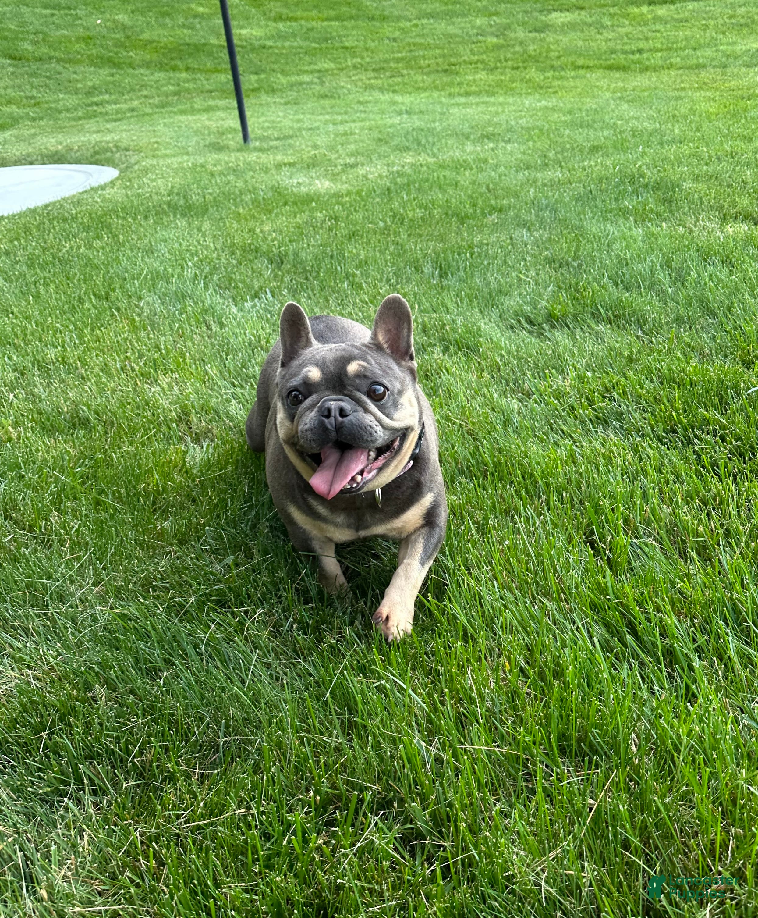 French Bulldog dogs for sale: Kelly - Ad 3