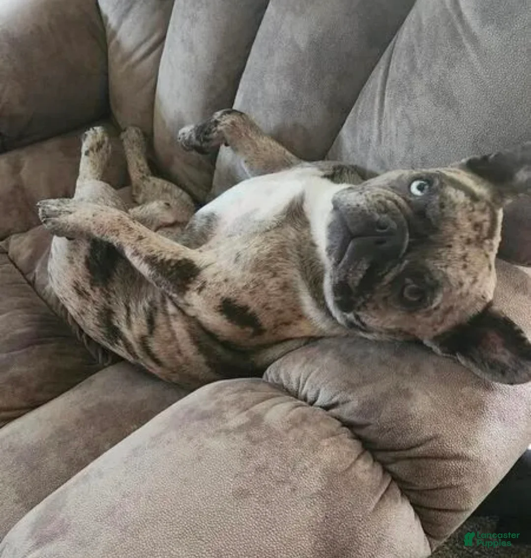 French Bulldog dogs for sale: French Bulldog Puppy 2 - Ad 3