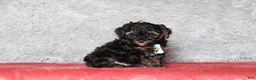 Mixed Breed dogs for sale: Ember - Ad 7