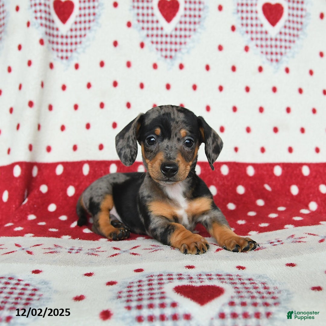 Miniature Dachshund dogs for sale: Winston - Ad 5