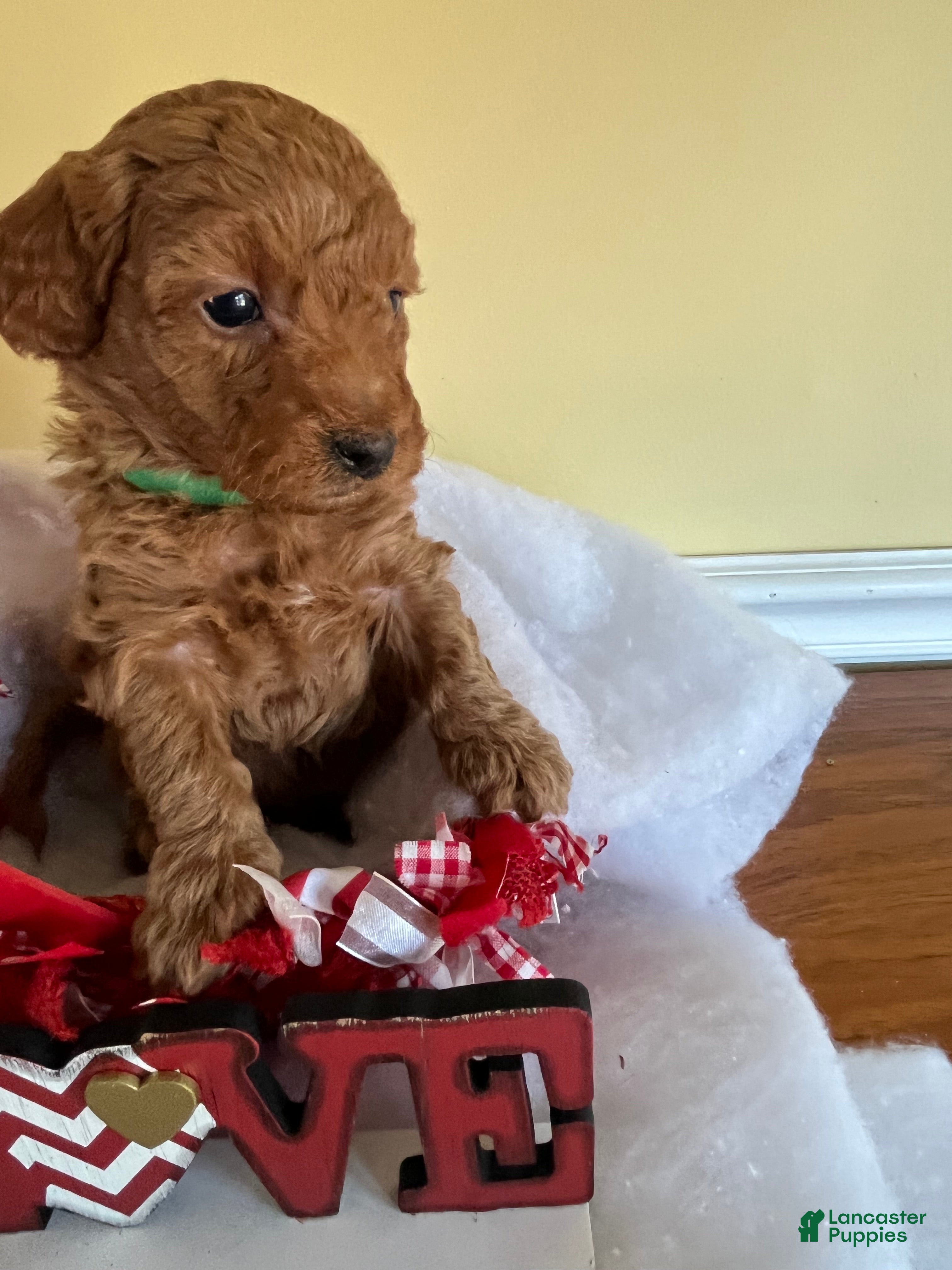 Mini Goldendoodle dogs Muffin - Ad 2