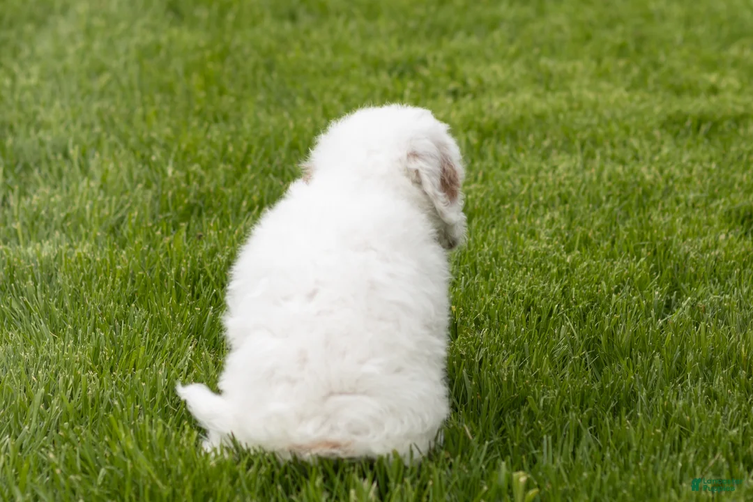 Mini Goldendoodle dogs for sale: Penelope  - Ad 10