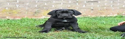 Cane Corso dogs for sale: Dallas - Ad 5